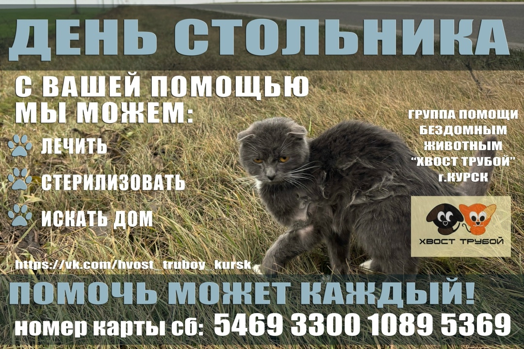 Найдена собака в Курске — фото объявления