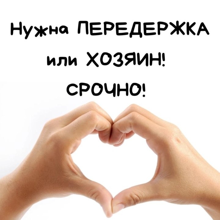 Найдена кошка в Кирове — фото объявления