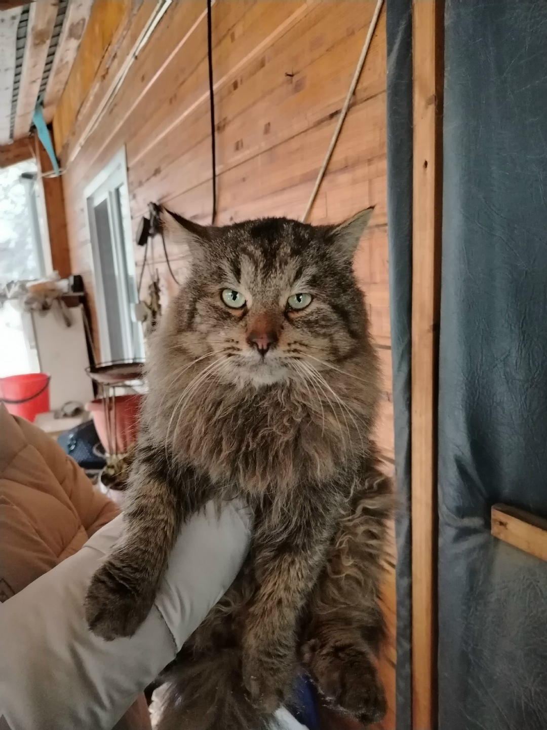 Пропала кошка в Кирове — фото объявления