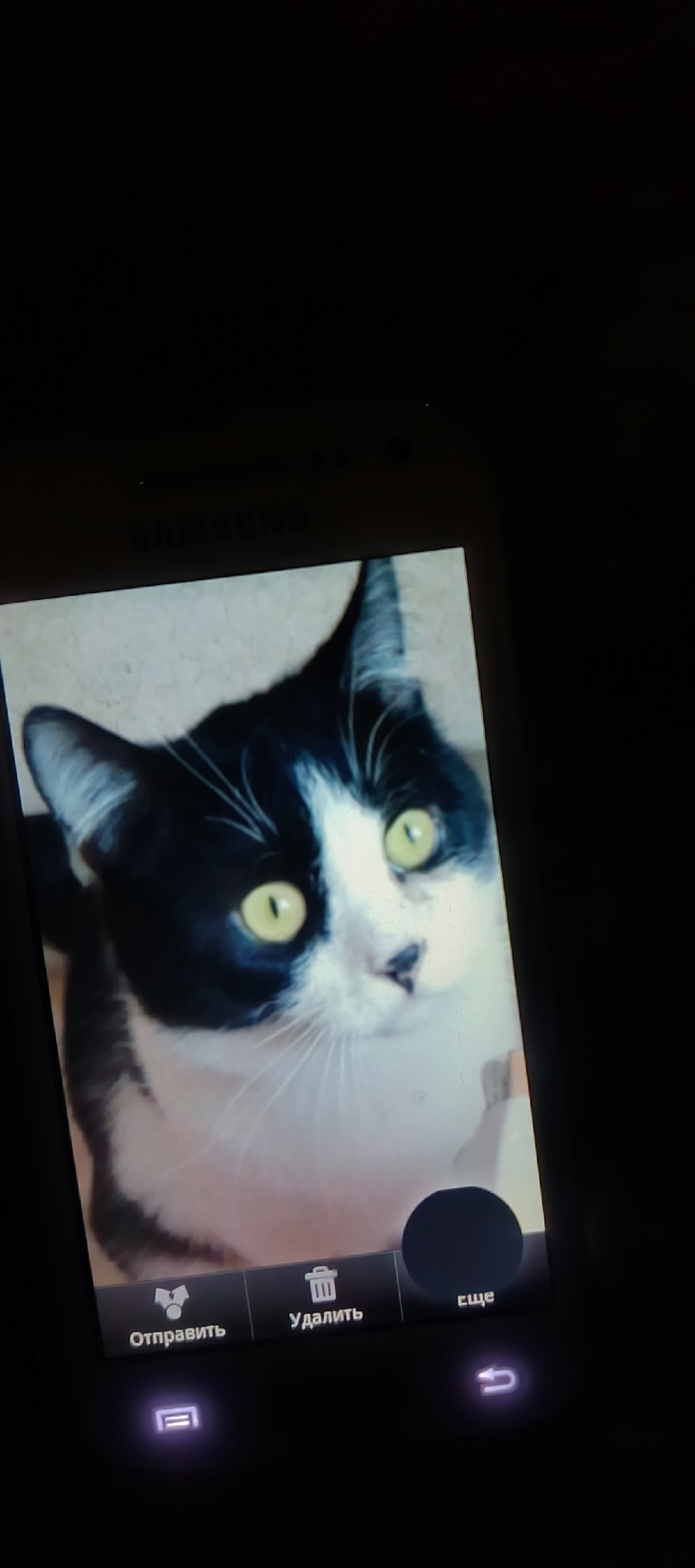 Найдена кошка в Кирове — фото объявления