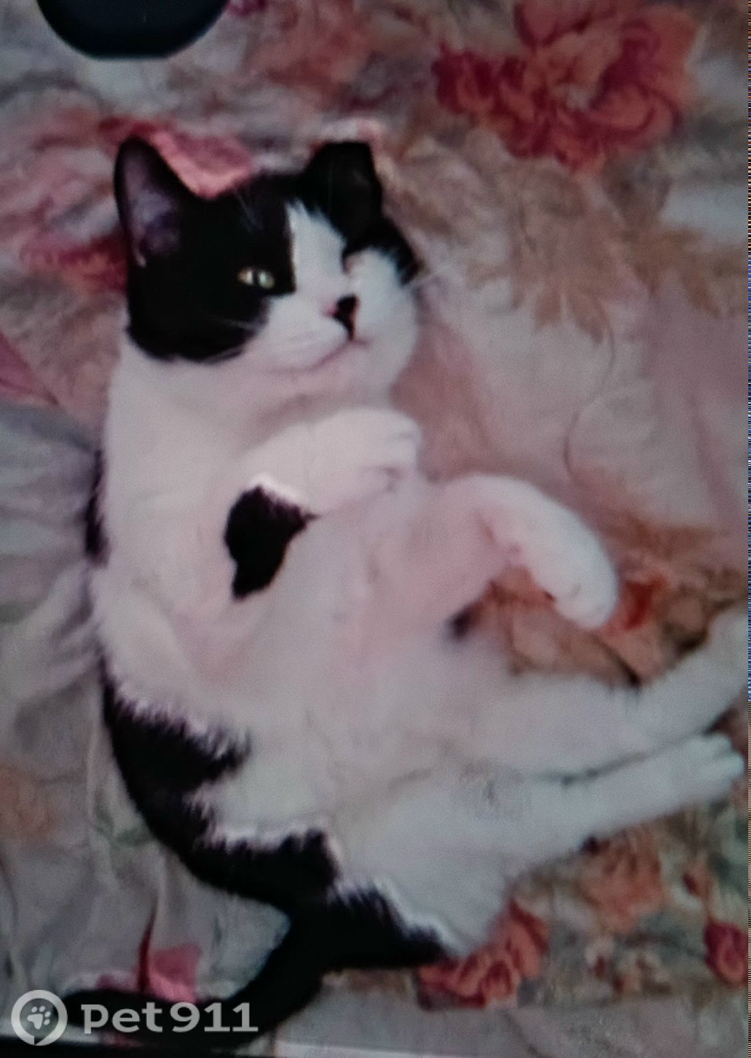 Найдена кошка в Кирове — фото объявления