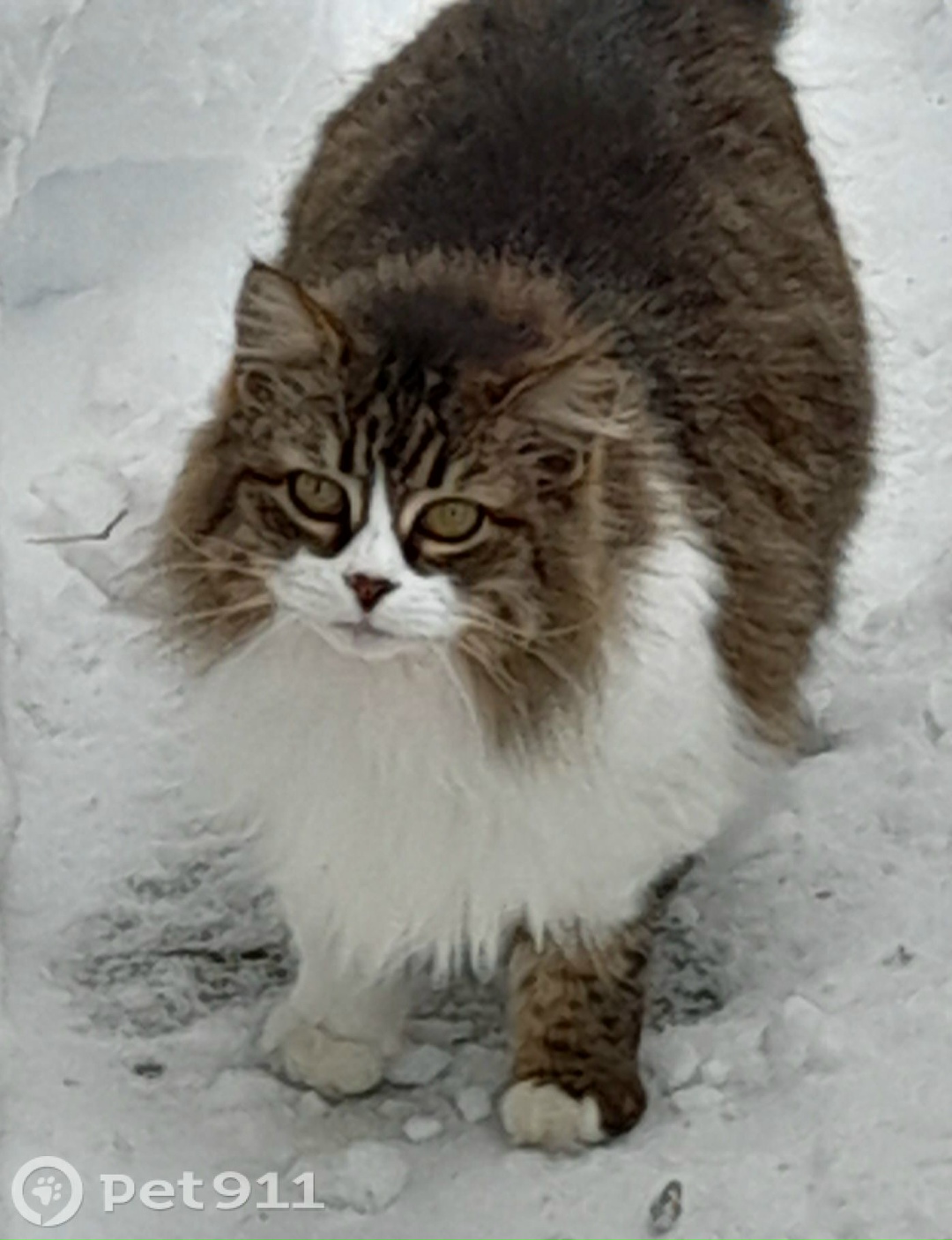 Пропала кошка в Кирове — фото объявления