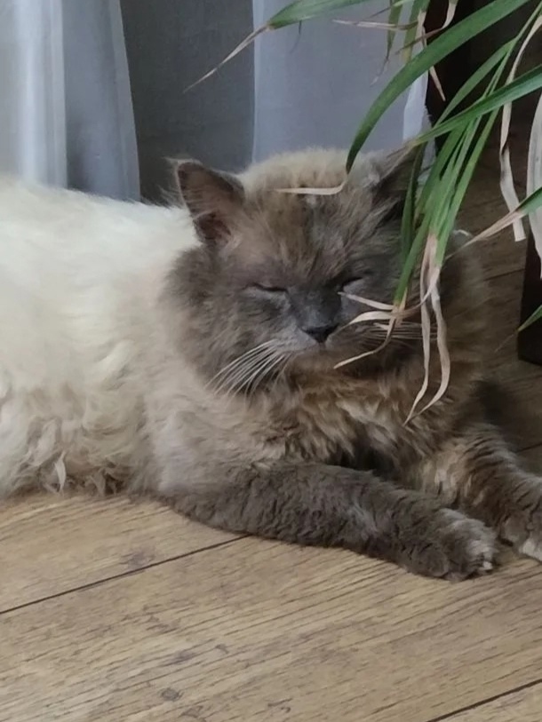 Пропала кошка в Кирове — фото объявления