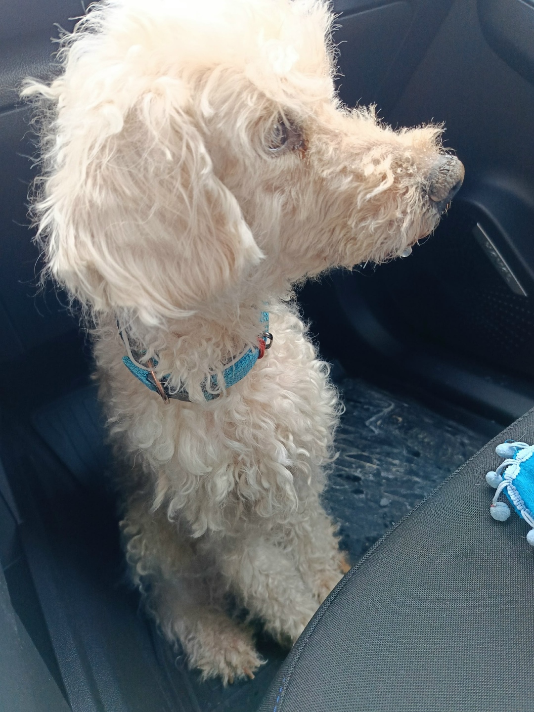 Найдена собака в Кирове — фото объявления