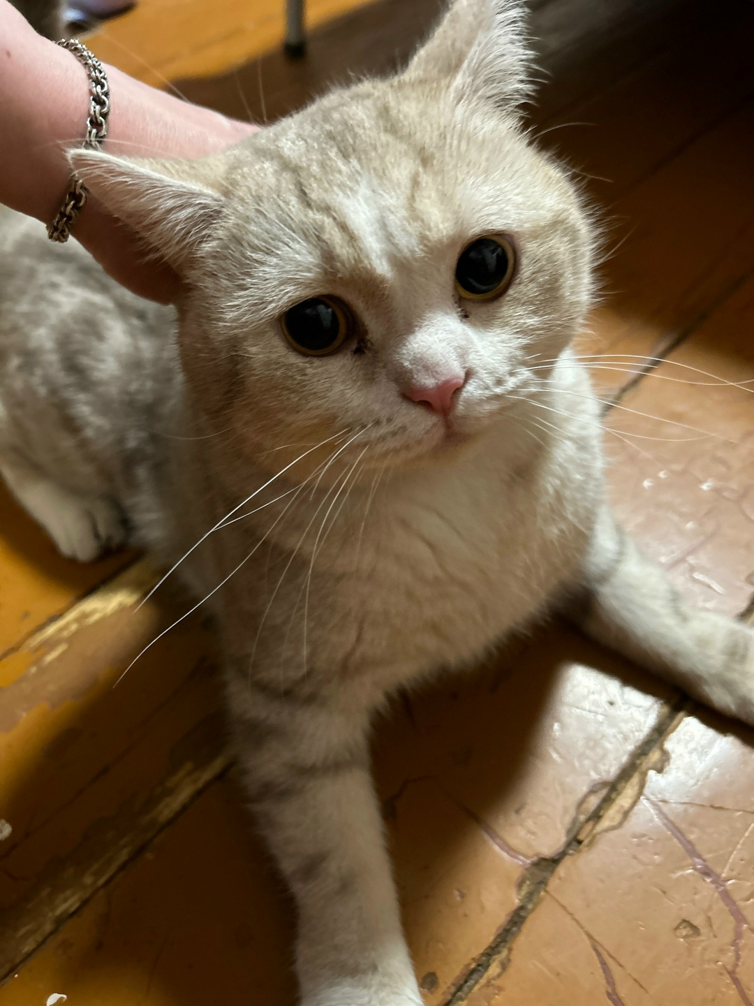 Найдена кошка в Кирове — фото объявления