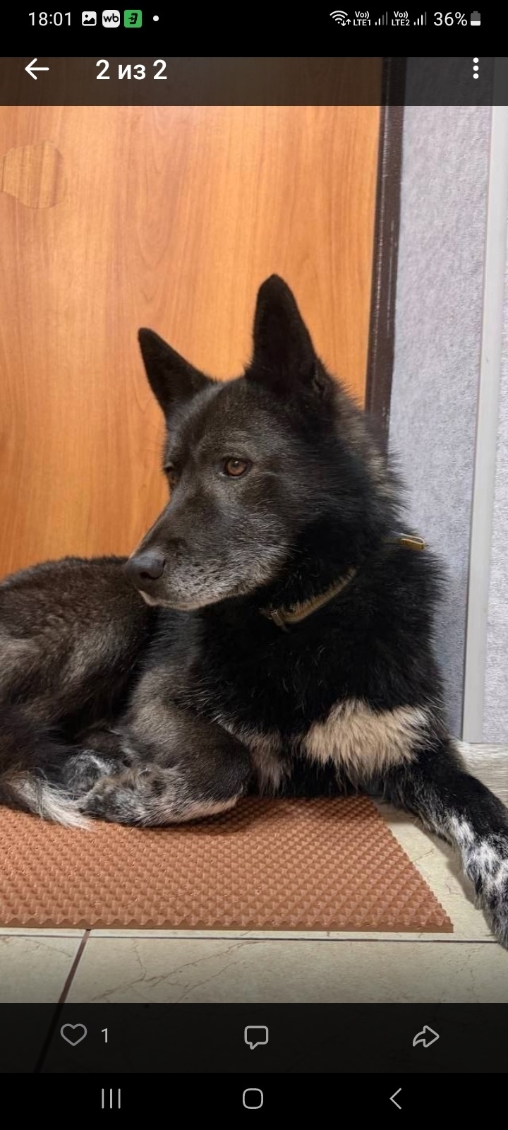 Найдена собака в Кирове — фото объявления