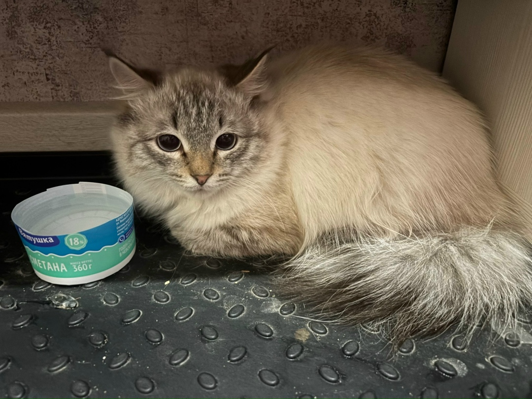 Найдена кошка в Кирове — фото объявления