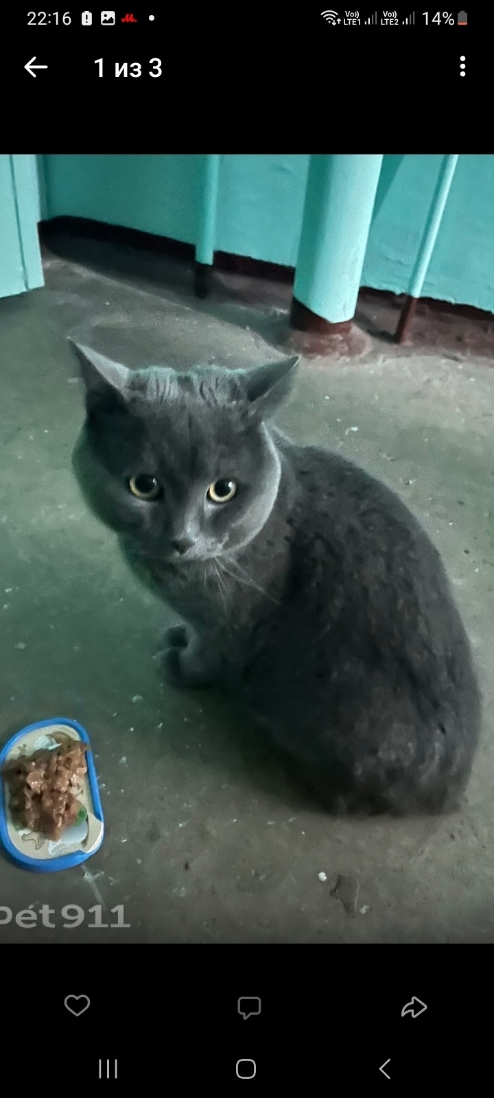Найдена кошка в Кирове — фото объявления