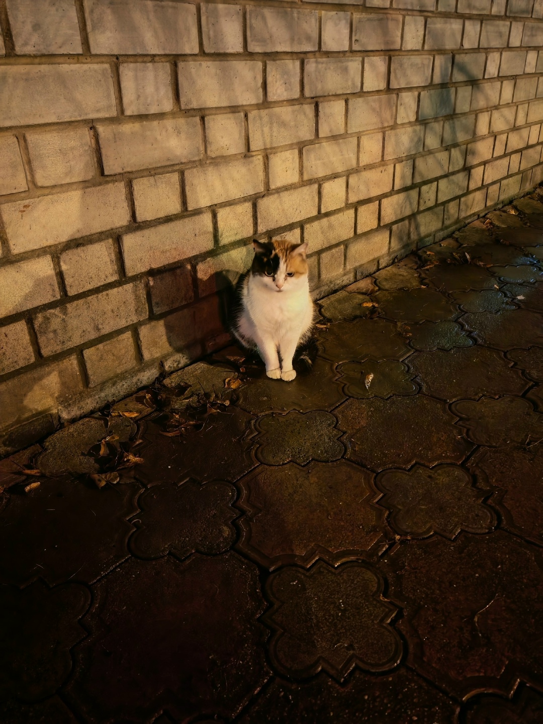 Найдена кошка в Кирове — фото объявления