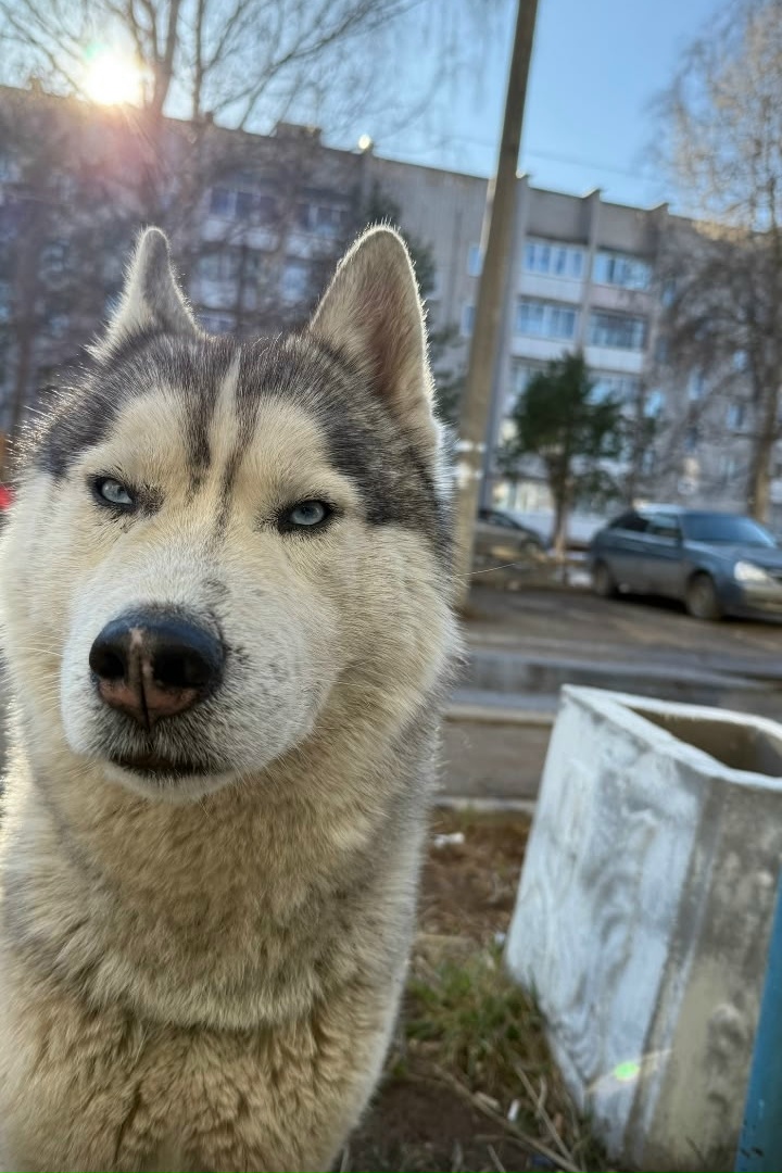 Найдена собака в Кирове — фото объявления