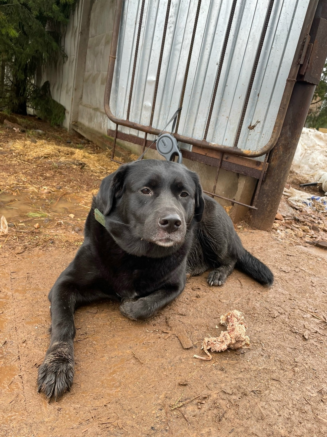 Найдена собака в Кирове — фото объявления