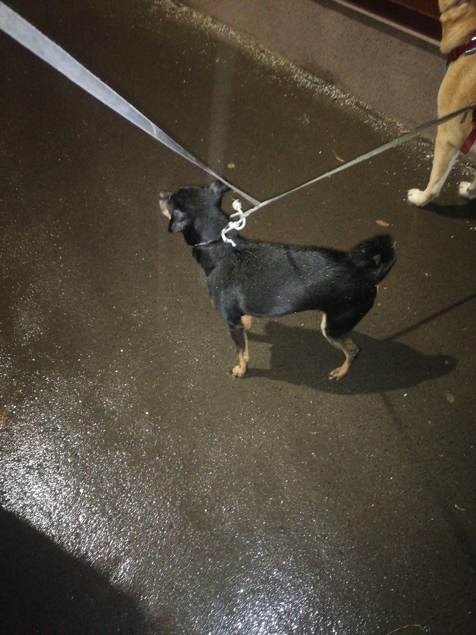 Найдена собака в Кирове — фото объявления