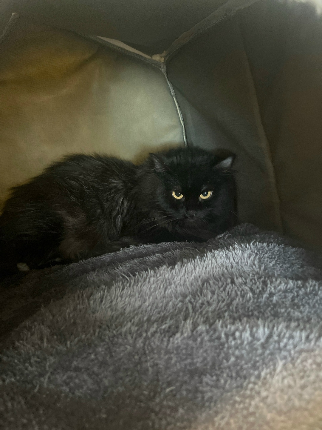 Найдена кошка в Кирове — фото объявления