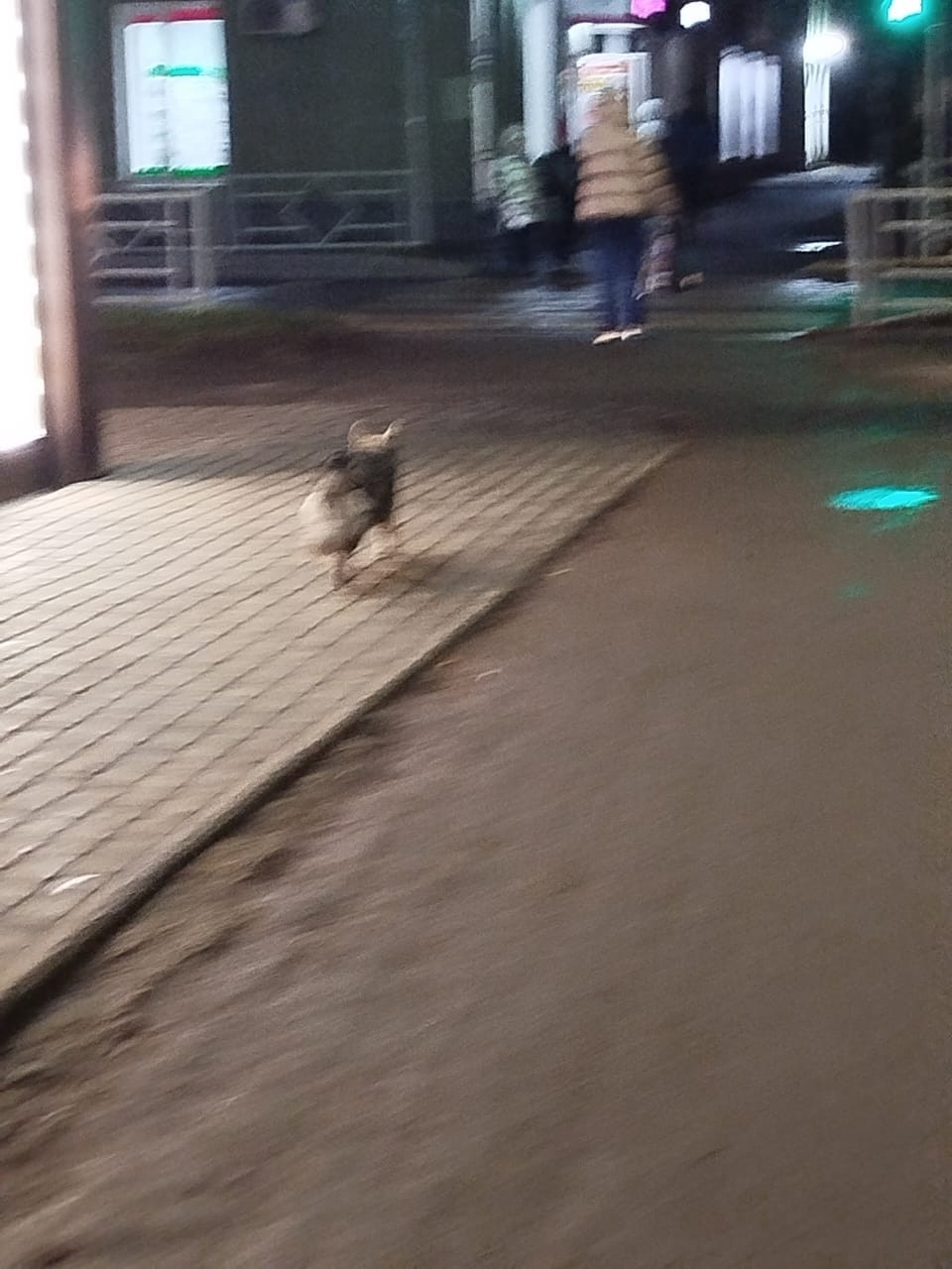 Пропала собака в Кирове — фото объявления