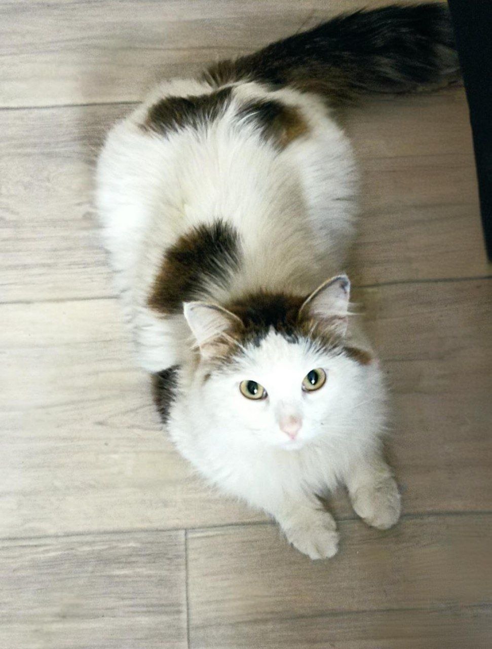 Найдена кошка в Кирове — фото объявления