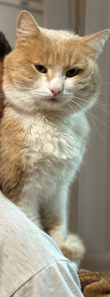 Пропала собака в Кирове — фото объявления