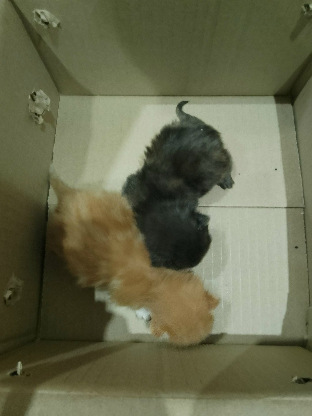 Найдена кошка в Кирове — фото объявления