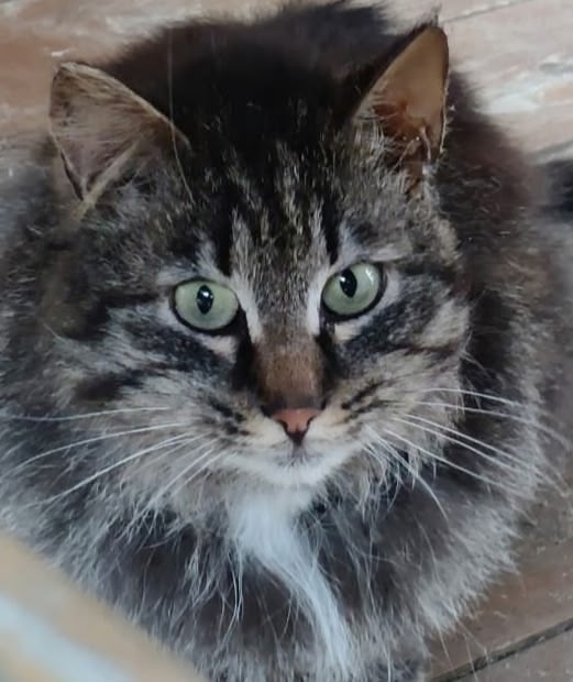 Найдена кошка в Кирове — фото объявления