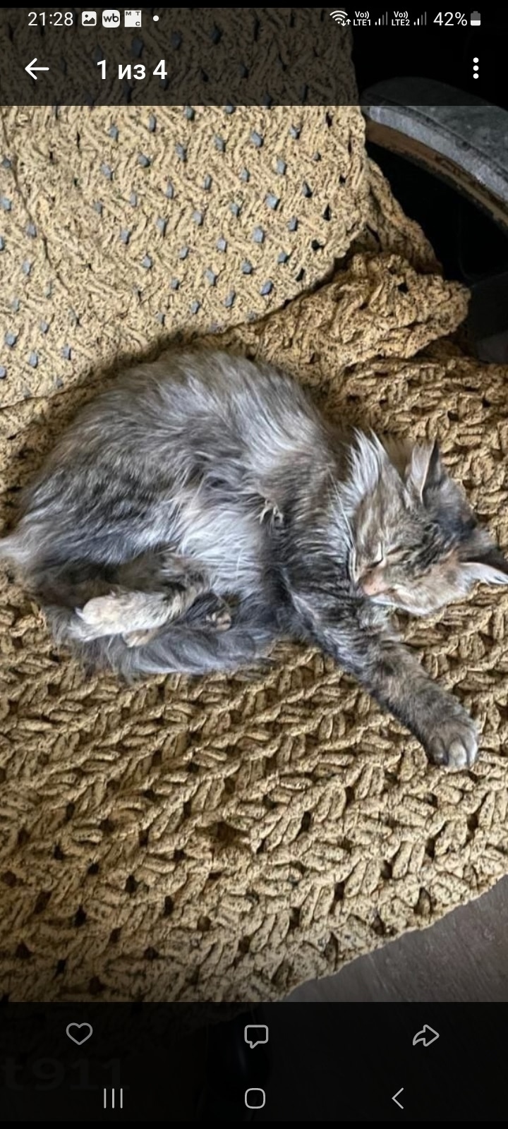 Пропала кошка в Кирове — фото объявления