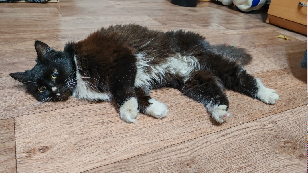 Найдена кошка в Кирове — фото объявления