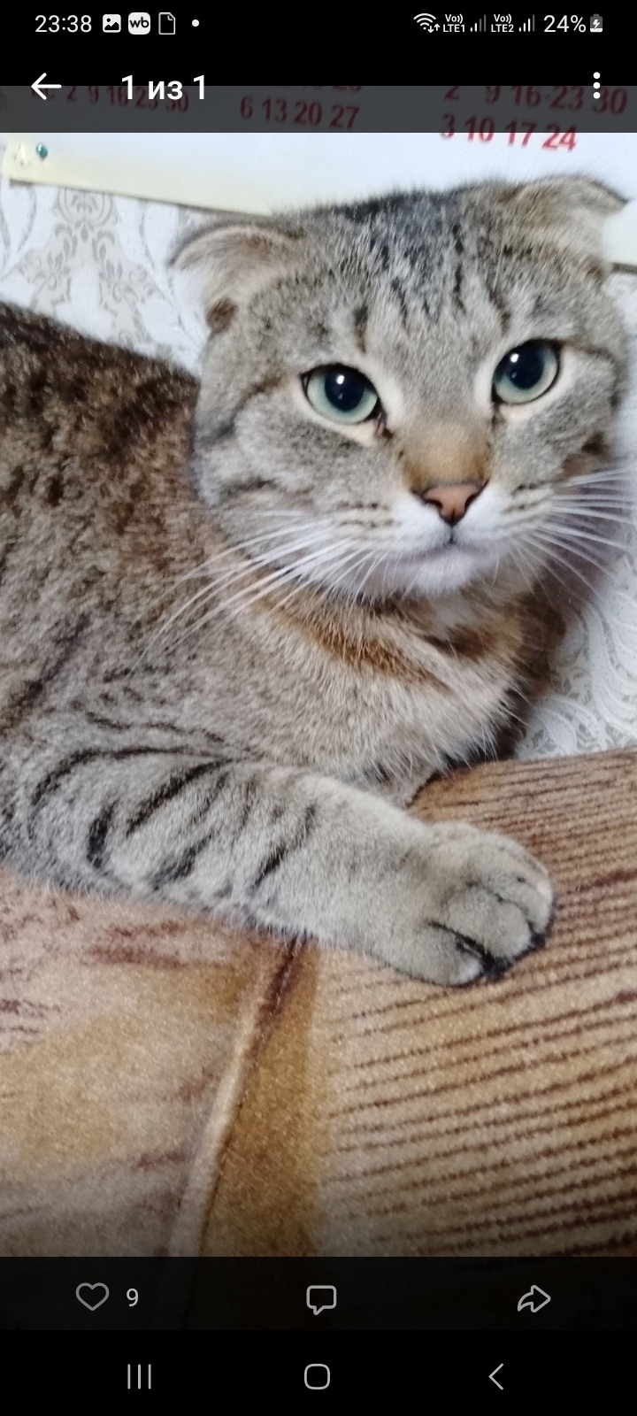 Пропала кошка в Кирове — фото объявления