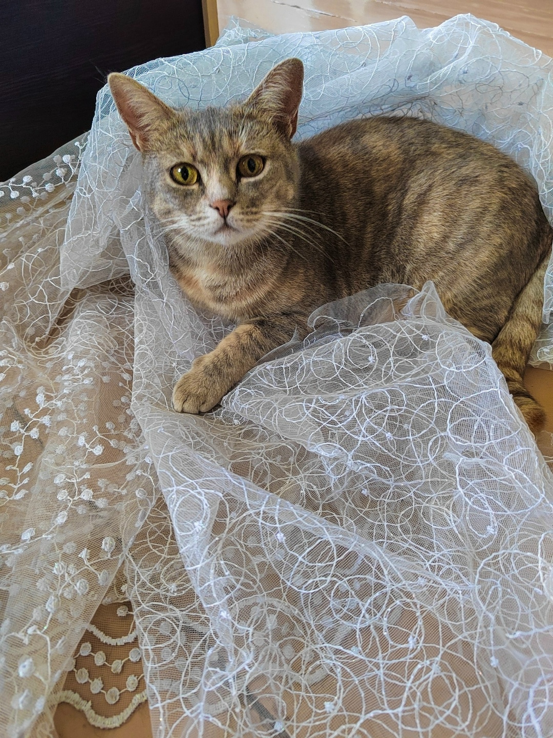 Пропала кошка в Кирове — фото объявления