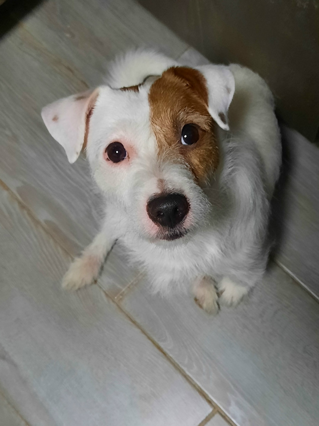 Пропала собака в Кирове — фото объявления