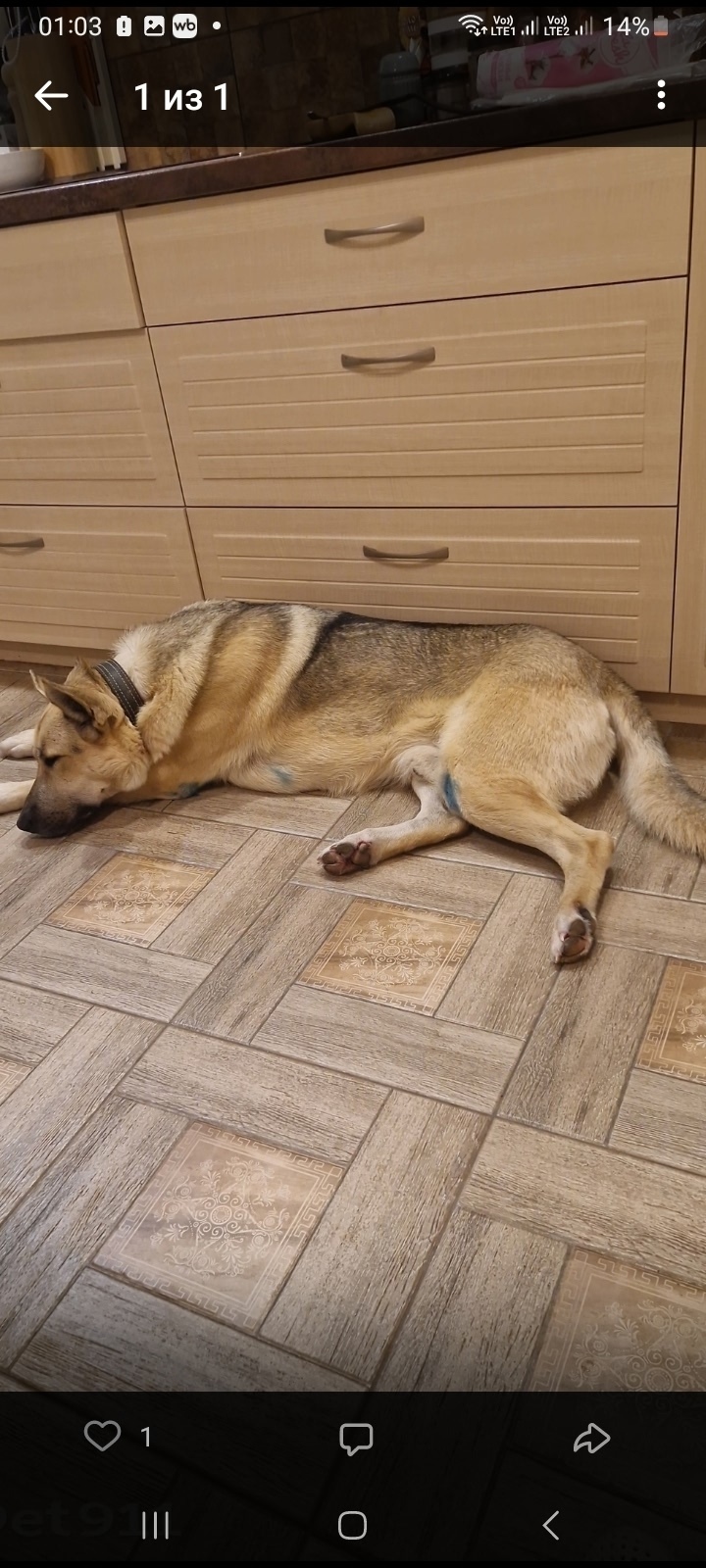 Пропала собака в Кирове — фото объявления