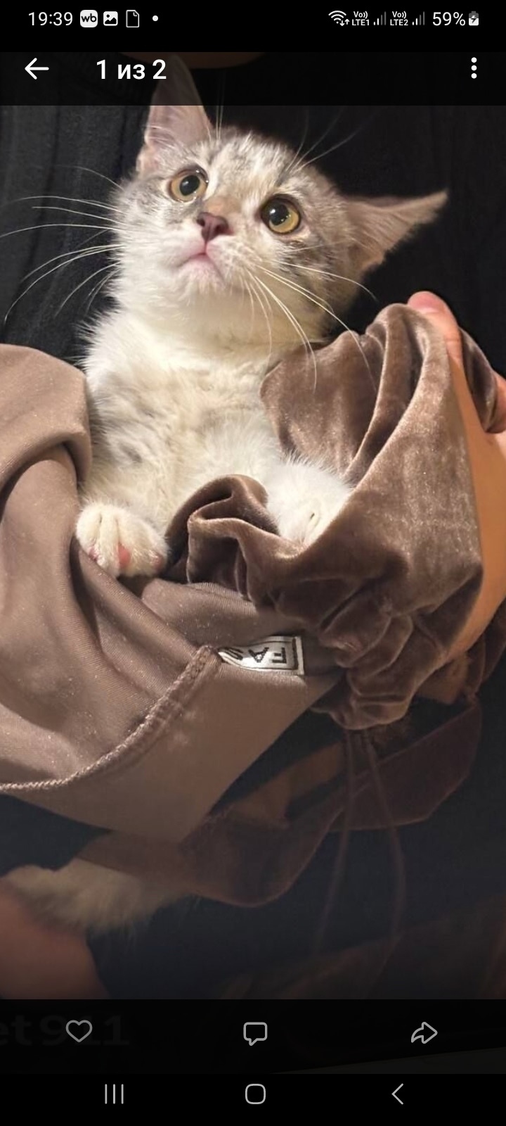 Пропала кошка в Кирове — фото объявления