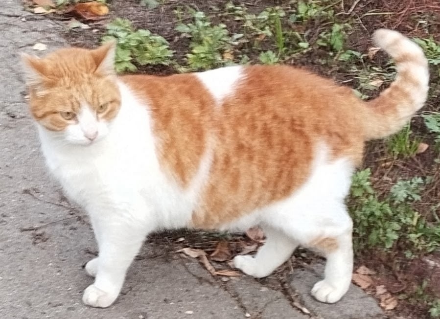 Пропала кошка в Кирове — фото объявления