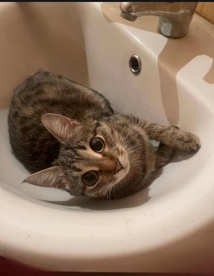 Пропала кошка в Кирове — фото объявления