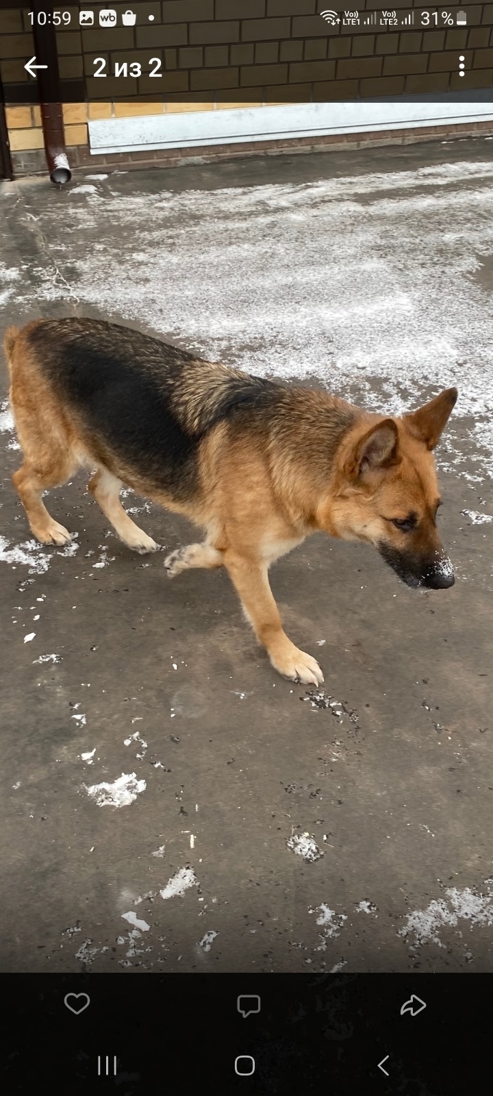 Найдена собака в Кирове — фото объявления