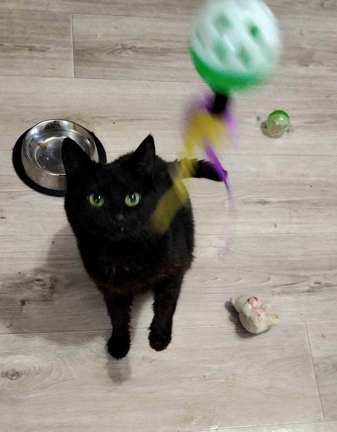 Пропала собака в Кирове — фото объявления