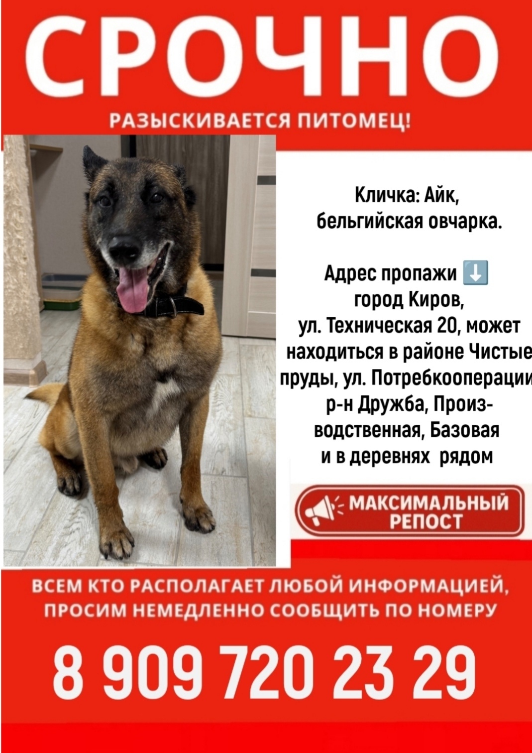 Пропала собака в Кирове — фото объявления