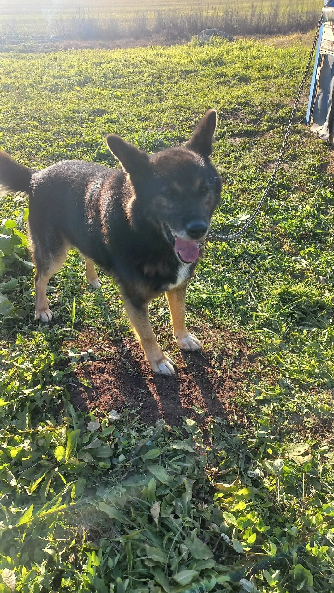 Пропала собака в Кирове — фото объявления
