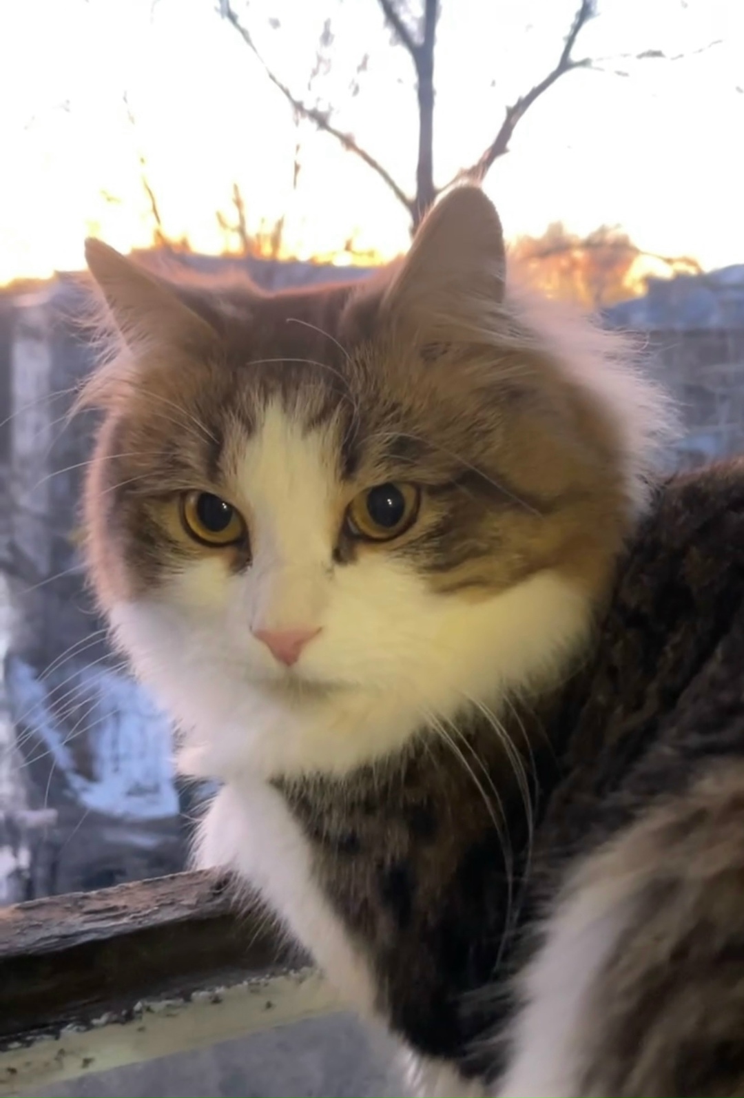 Пропала кошка в Кирове — фото объявления