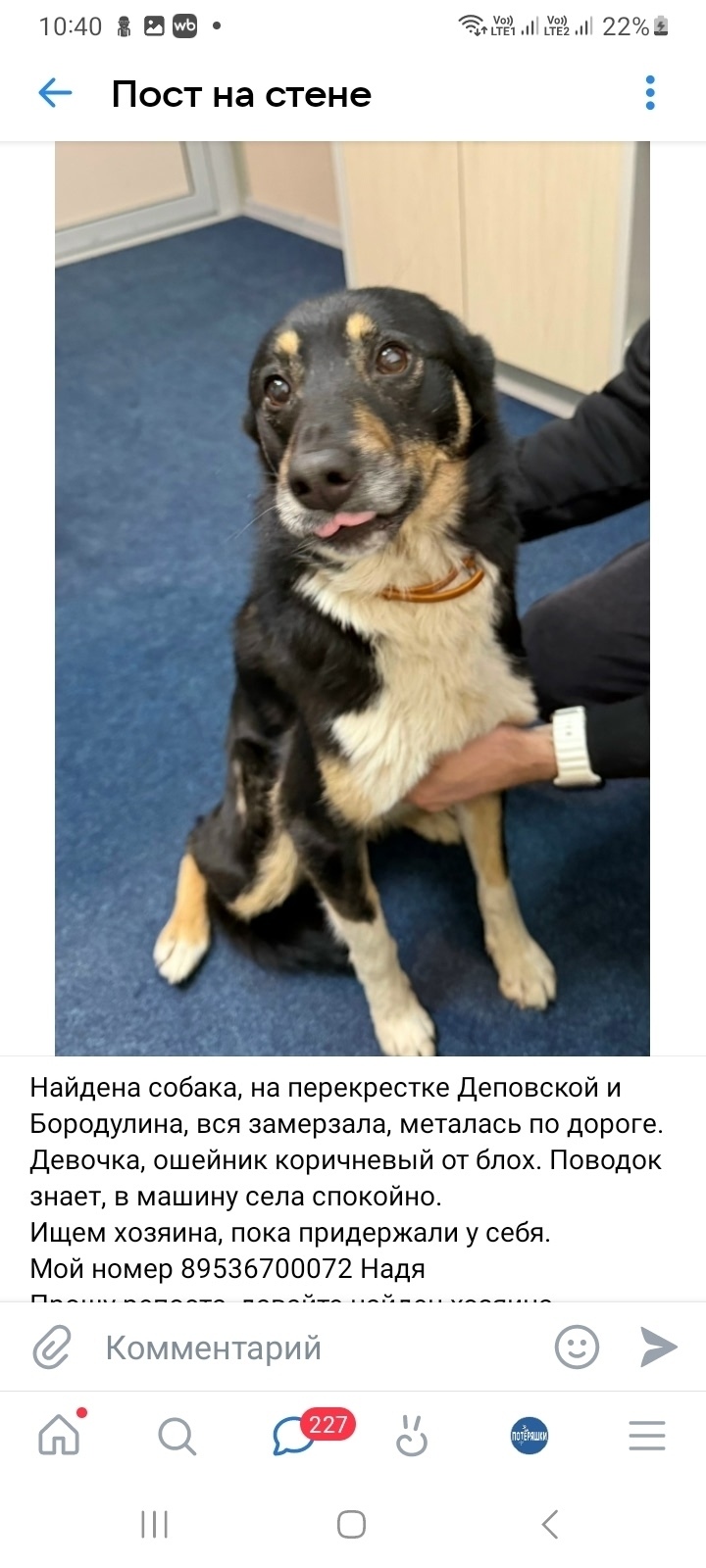 Пропала собака в Кирове — фото объявления