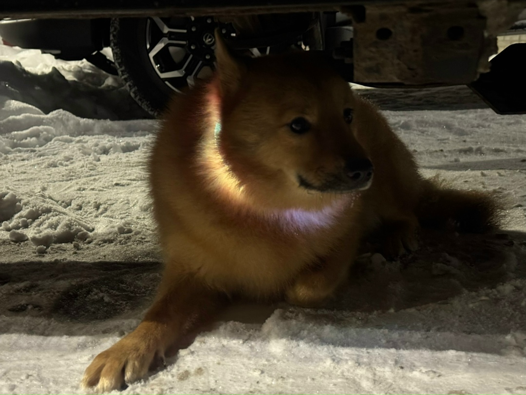 Найдена собака в Кирове — фото объявления