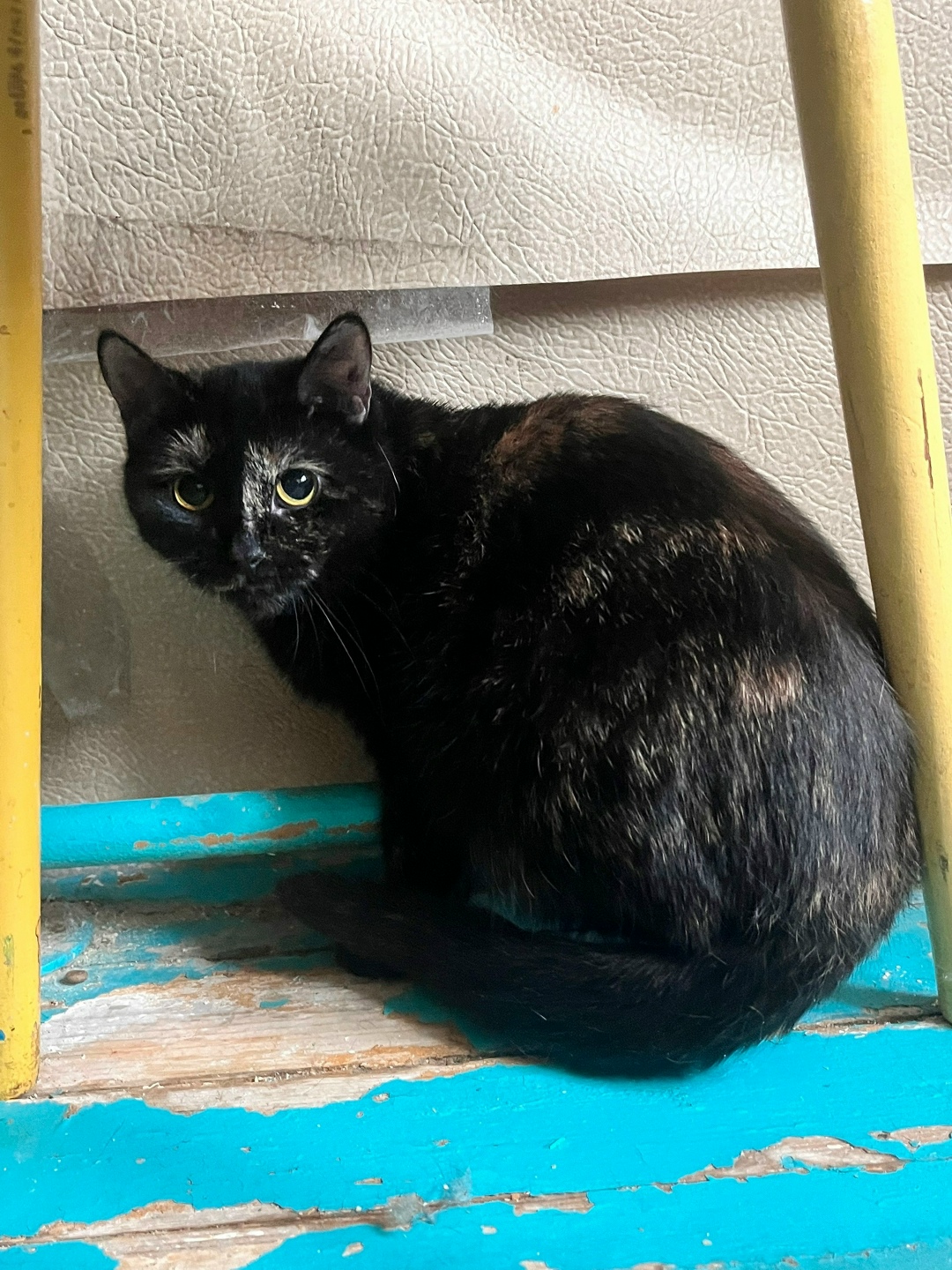 Найдена кошка в Кирове — фото объявления