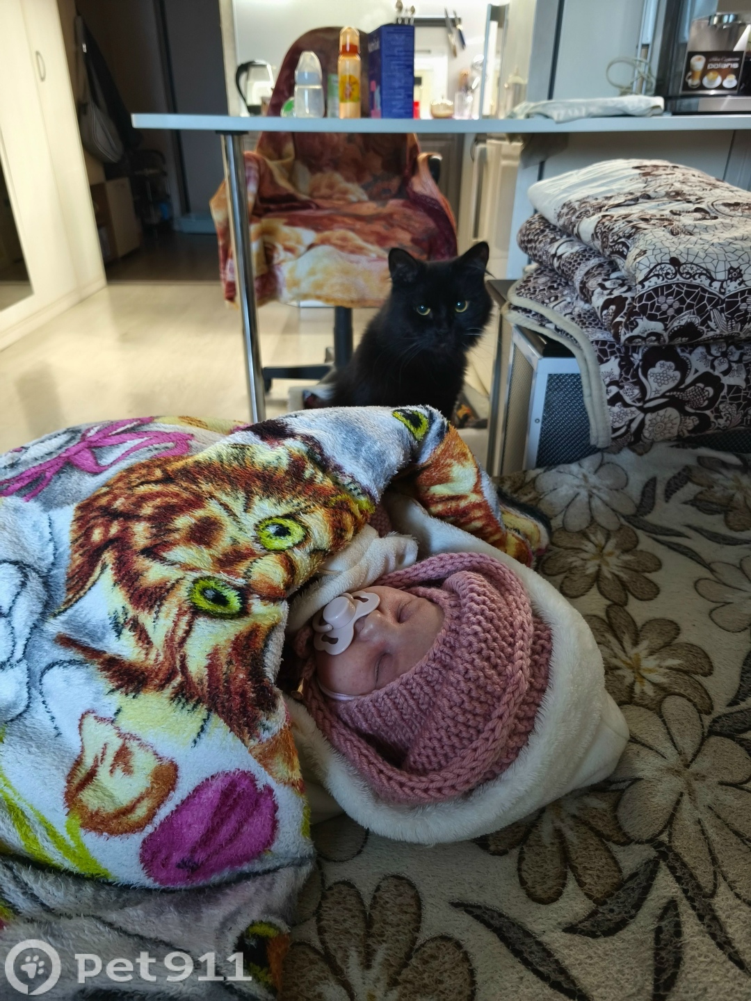 Пропала кошка в Кирове — фото объявления