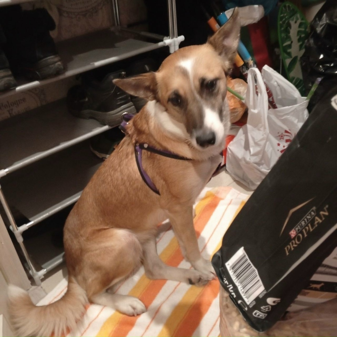 Найдена собака в Туле — фото объявления