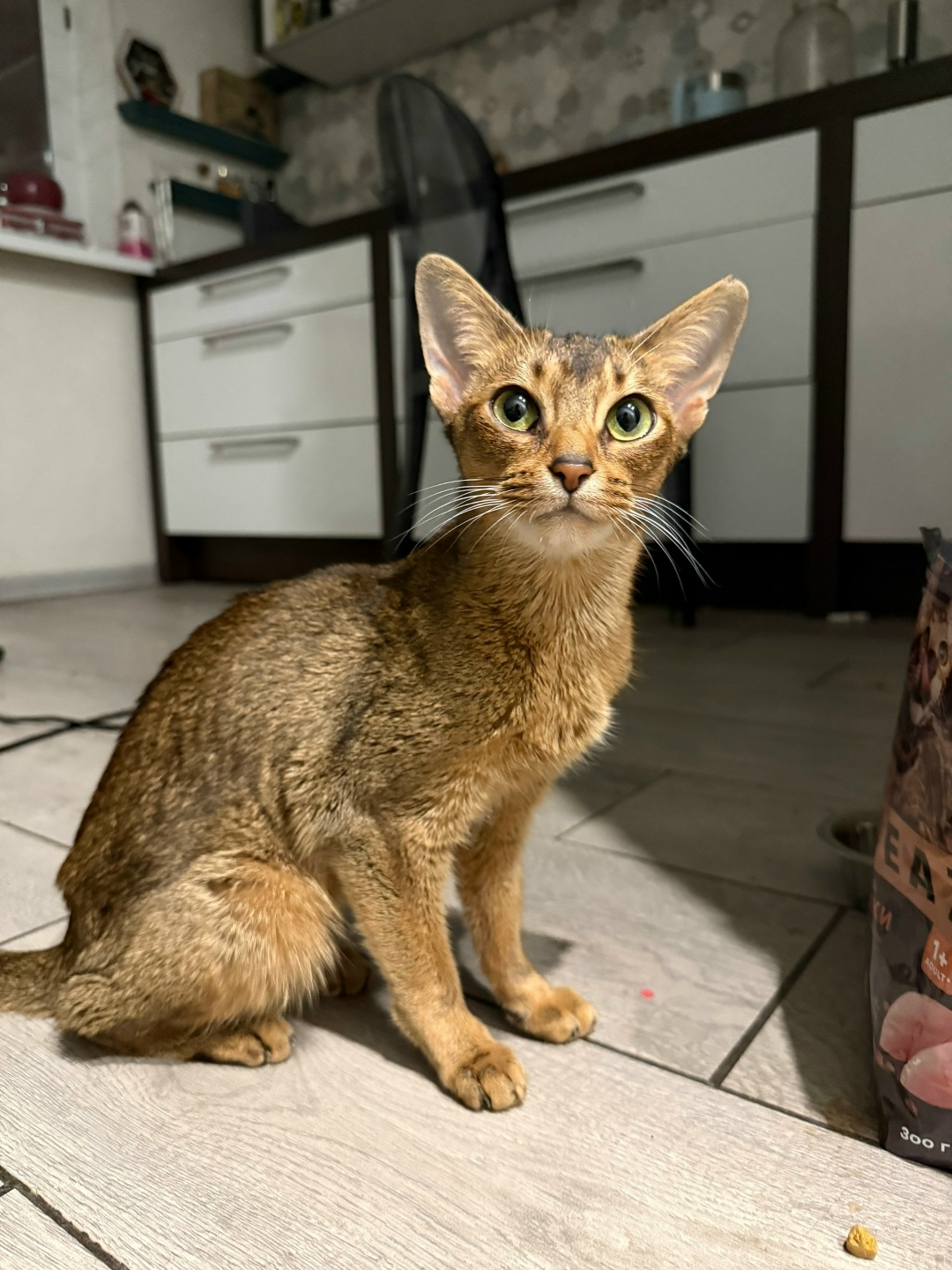 Найдена собака в Туле — фото объявления