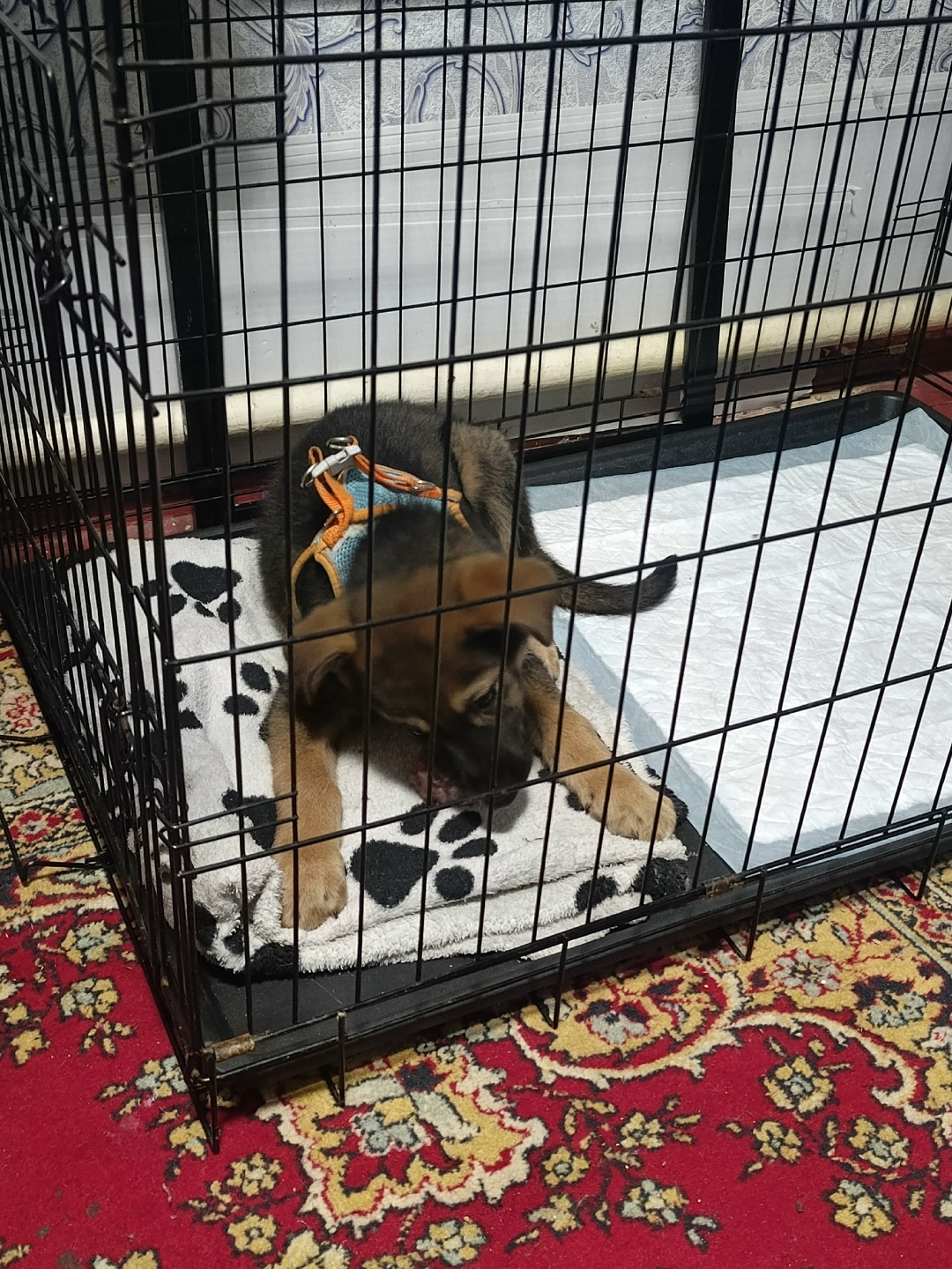 Найдена собака в Туле — фото объявления