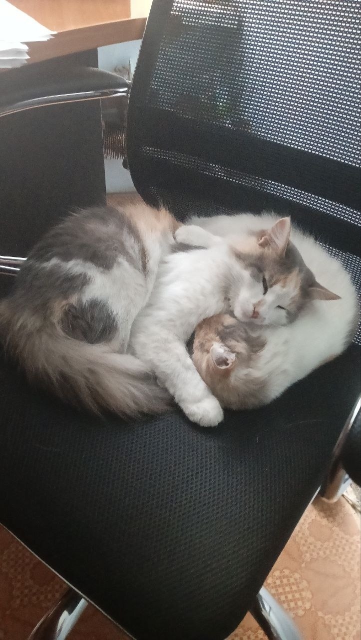 Пропала кошка в Туле — фото объявления