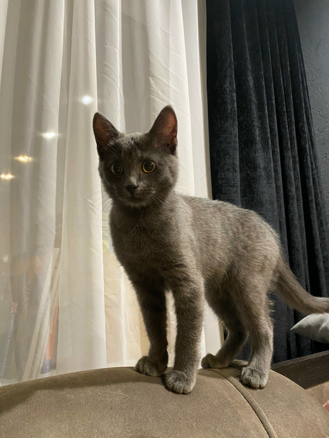 Найдена кошка в Туле — фото объявления