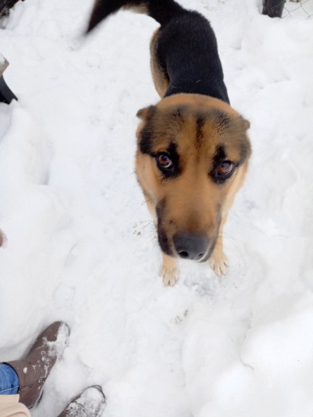 Найдена собака в Туле — фото объявления