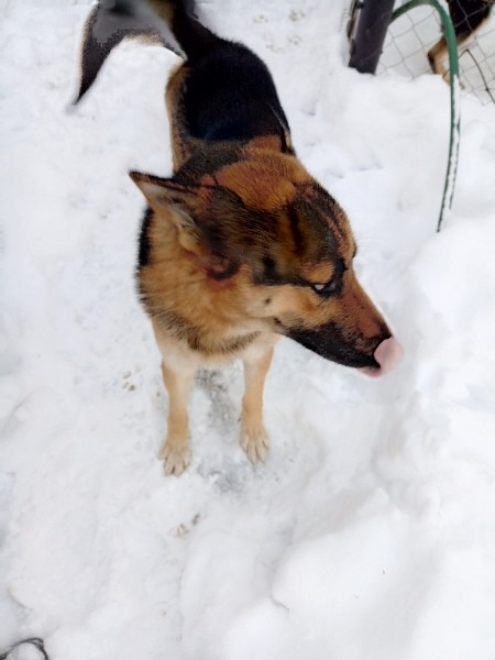 Найдена собака в Туле — фото объявления