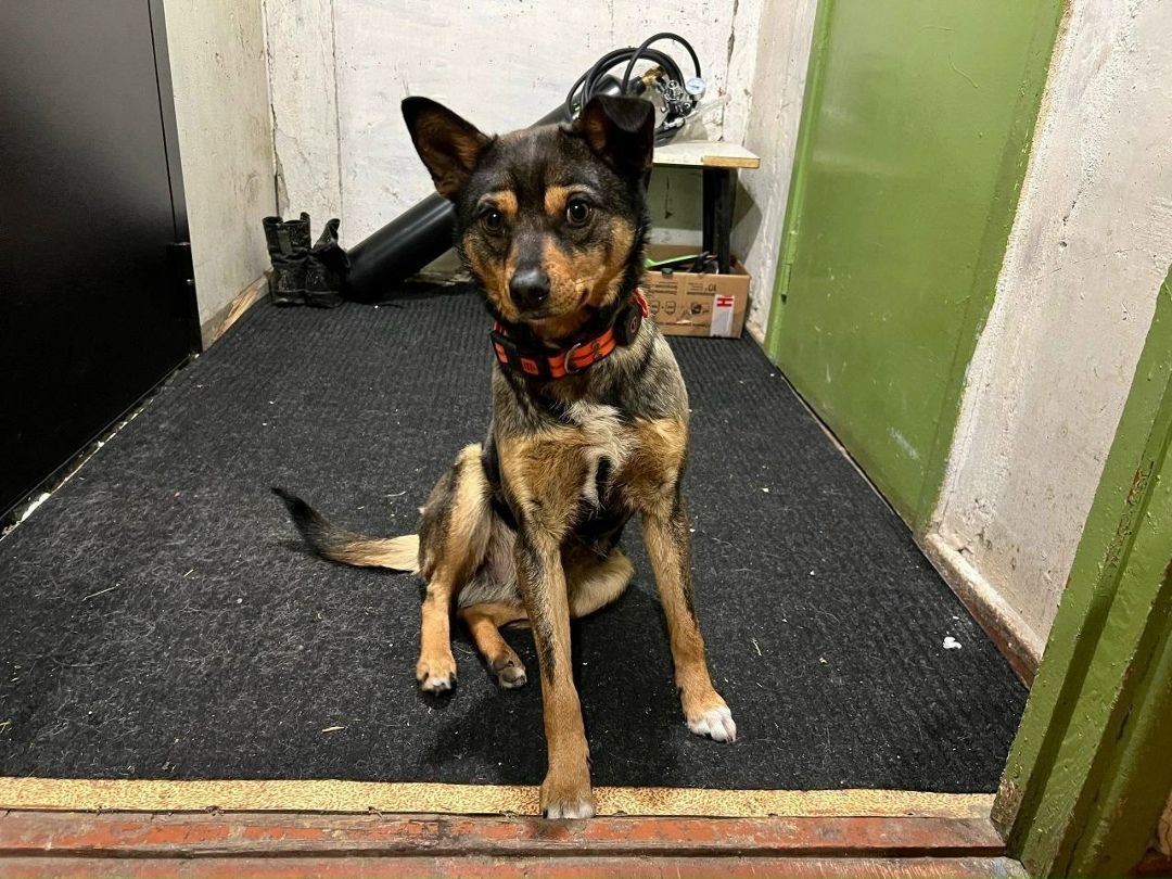 Найдена собака в Туле — фото объявления