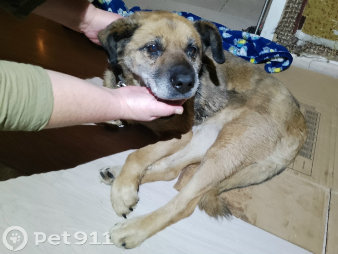 Найдена собака в Туле — фото объявления