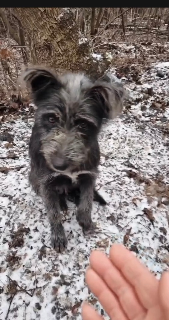 Найдена собака в Туле — фото объявления